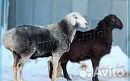 Живые бараны ягнята овцы - фотография №2