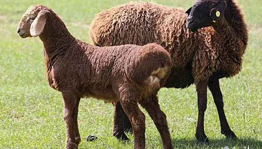 Живые бараны ягнята овцы - фотография №1